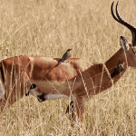 Hcmfj_130209_Picture_Antelope